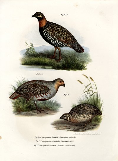 Europese Francolin, 1864 door German School